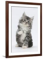 Maine Coon-Cross Kitten, 7 Weeks, Sitting with Paw Raised-Mark Taylor-Framed Photographic Print