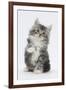 Maine Coon-Cross Kitten, 7 Weeks, Sitting with Paw Raised-Mark Taylor-Framed Photographic Print