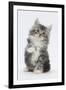 Maine Coon-Cross Kitten, 7 Weeks, Sitting with Paw Raised-Mark Taylor-Framed Photographic Print