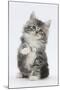 Maine Coon-Cross Kitten, 7 Weeks, Sitting with Paw Raised-Mark Taylor-Mounted Photographic Print