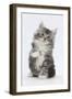 Maine Coon-Cross Kitten, 7 Weeks, Sitting with Paw Raised-Mark Taylor-Framed Photographic Print