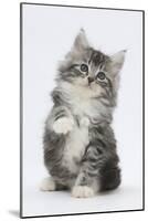 Maine Coon-Cross Kitten, 7 Weeks, Sitting with Paw Raised-Mark Taylor-Mounted Photographic Print