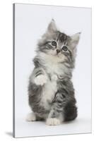 Maine Coon-Cross Kitten, 7 Weeks, Sitting with Paw Raised-Mark Taylor-Stretched Canvas