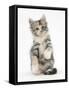 Maine Coon-Cross Kitten, 7 Weeks-Mark Taylor-Framed Stretched Canvas