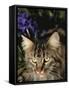 Maine Coon Domestic Cat, USA-Lynn M. Stone-Framed Stretched Canvas