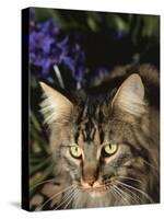 Maine Coon Domestic Cat, USA-Lynn M. Stone-Stretched Canvas