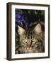 Maine Coon Domestic Cat, USA-Lynn M. Stone-Framed Photographic Print