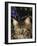 Maine Coon Domestic Cat, USA-Lynn M. Stone-Framed Photographic Print