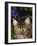 Maine Coon Domestic Cat, USA-Lynn M. Stone-Framed Photographic Print