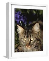 Maine Coon Domestic Cat, USA-Lynn M. Stone-Framed Photographic Print