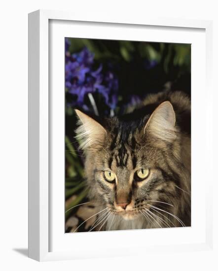 Maine Coon Domestic Cat, USA-Lynn M. Stone-Framed Photographic Print