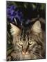 Maine Coon Domestic Cat, USA-Lynn M. Stone-Mounted Photographic Print