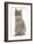 Maine Coon Female Cat, Serafin, Sitting-Mark Taylor-Framed Photographic Print