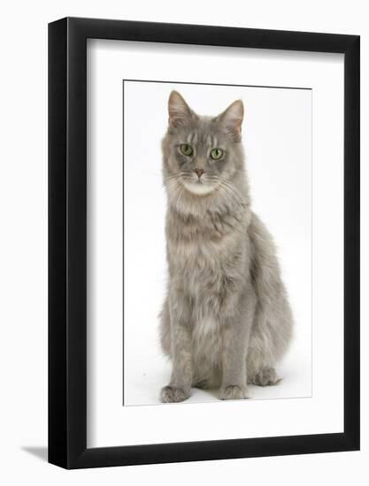 Maine Coon Female Cat, Serafin, Sitting-Mark Taylor-Framed Photographic Print