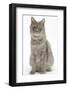 Maine Coon Female Cat, Serafin, Sitting-Mark Taylor-Framed Photographic Print