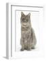 Maine Coon Female Cat, Serafin, Sitting-Mark Taylor-Framed Photographic Print