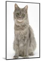 Maine Coon Female Cat, Serafin, Sitting-Mark Taylor-Mounted Photographic Print