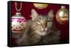 Maine Coon for Christmas with Collector Ornaments-Maresa Pryor-Framed Stretched Canvas