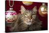 Maine Coon for Christmas with Collector Ornaments-Maresa Pryor-Stretched Canvas