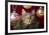 Maine Coon for Christmas with Collector Ornaments-Maresa Pryor-Framed Photographic Print