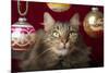 Maine Coon for Christmas with Collector Ornaments-Maresa Pryor-Mounted Photographic Print
