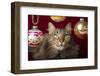 Maine Coon for Christmas with Collector Ornaments-Maresa Pryor-Framed Photographic Print