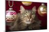 Maine Coon for Christmas with Collector Ornaments-Maresa Pryor-Mounted Photographic Print