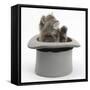 Maine Coon Kitten, 7 Weeks, in a Grey Top Hat-Mark Taylor-Framed Stretched Canvas