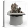 Maine Coon Kitten, 7 Weeks, in a Grey Top Hat-Mark Taylor-Stretched Canvas