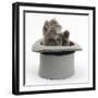 Maine Coon Kitten, 7 Weeks, in a Grey Top Hat-Mark Taylor-Framed Photographic Print