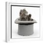 Maine Coon Kitten, 7 Weeks, in a Grey Top Hat-Mark Taylor-Framed Photographic Print