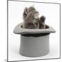 Maine Coon Kitten, 7 Weeks, in a Grey Top Hat-Mark Taylor-Mounted Photographic Print