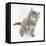 Maine Coon Kitten, 7 Weeks, Looking Up-Mark Taylor-Framed Stretched Canvas