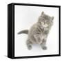 Maine Coon Kitten, 7 Weeks, Looking Up-Mark Taylor-Framed Stretched Canvas