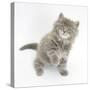 Maine Coon Kitten, 7 Weeks, Looking Up-Mark Taylor-Stretched Canvas