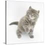 Maine Coon Kitten, 7 Weeks, Looking Up-Mark Taylor-Stretched Canvas