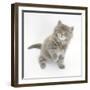 Maine Coon Kitten, 7 Weeks, Looking Up-Mark Taylor-Framed Photographic Print