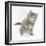 Maine Coon Kitten, 7 Weeks, Looking Up-Mark Taylor-Framed Photographic Print