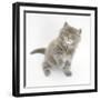 Maine Coon Kitten, 7 Weeks, Looking Up-Mark Taylor-Framed Photographic Print