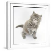 Maine Coon Kitten, 7 Weeks, Looking Up-Mark Taylor-Framed Photographic Print