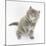 Maine Coon Kitten, 7 Weeks, Looking Up-Mark Taylor-Mounted Photographic Print