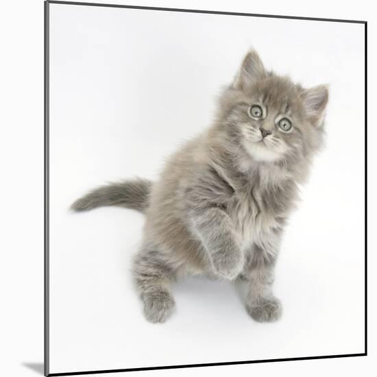 Maine Coon Kitten, 7 Weeks, Looking Up-Mark Taylor-Mounted Photographic Print