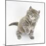 Maine Coon Kitten, 7 Weeks, Looking Up-Mark Taylor-Mounted Photographic Print