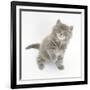 Maine Coon Kitten, 7 Weeks, Looking Up-Mark Taylor-Framed Photographic Print