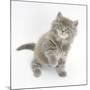 Maine Coon Kitten, 7 Weeks, Looking Up-Mark Taylor-Mounted Photographic Print