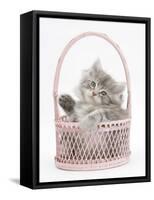 Maine Coon Kitten, 7 Weeks, Playing in a Basket-Mark Taylor-Framed Stretched Canvas