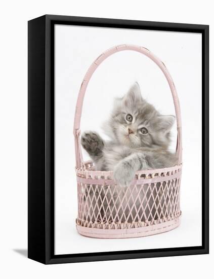 Maine Coon Kitten, 7 Weeks, Playing in a Basket-Mark Taylor-Framed Stretched Canvas