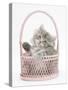 Maine Coon Kitten, 7 Weeks, Playing in a Basket-Mark Taylor-Stretched Canvas