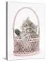 Maine Coon Kitten, 7 Weeks, Playing in a Basket-Mark Taylor-Stretched Canvas