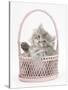 Maine Coon Kitten, 7 Weeks, Playing in a Basket-Mark Taylor-Stretched Canvas